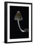 Mycena Alcalina (Stump Fairy Helmet)-Paul Starosta-Framed Photographic Print