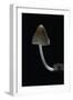 Mycena Alcalina (Stump Fairy Helmet)-Paul Starosta-Framed Photographic Print