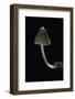 Mycena Alcalina (Stump Fairy Helmet)-Paul Starosta-Framed Photographic Print