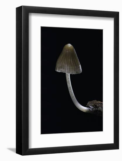 Mycena Alcalina (Stump Fairy Helmet)-Paul Starosta-Framed Photographic Print