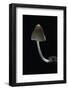 Mycena Alcalina (Stump Fairy Helmet)-Paul Starosta-Framed Photographic Print