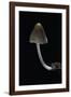 Mycena Alcalina (Stump Fairy Helmet)-Paul Starosta-Framed Photographic Print