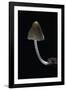 Mycena Alcalina (Stump Fairy Helmet)-Paul Starosta-Framed Photographic Print