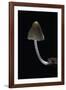 Mycena Alcalina (Stump Fairy Helmet)-Paul Starosta-Framed Photographic Print