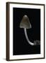 Mycena Alcalina (Stump Fairy Helmet)-Paul Starosta-Framed Photographic Print