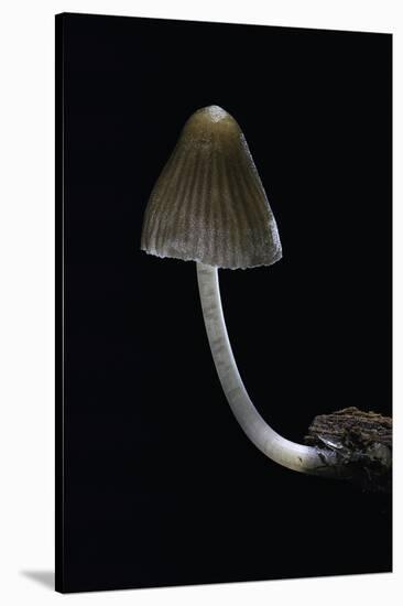 Mycena Alcalina (Stump Fairy Helmet)-Paul Starosta-Stretched Canvas