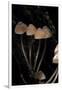 Mycena Haematopus (Bleeding Fairy Helmet, Burgundydrop Bonnet, Bleeding Mycena)-Paul Starosta-Framed Photographic Print