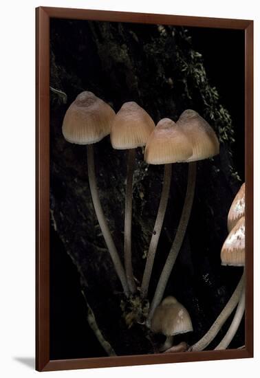 Mycena Haematopus (Bleeding Fairy Helmet, Burgundydrop Bonnet, Bleeding Mycena)-Paul Starosta-Framed Photographic Print