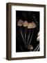 Mycena Haematopus (Bleeding Fairy Helmet, Burgundydrop Bonnet, Bleeding Mycena)-Paul Starosta-Framed Photographic Print