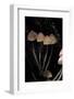 Mycena Haematopus (Bleeding Fairy Helmet, Burgundydrop Bonnet, Bleeding Mycena)-Paul Starosta-Framed Photographic Print