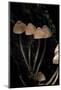 Mycena Haematopus (Bleeding Fairy Helmet, Burgundydrop Bonnet, Bleeding Mycena)-Paul Starosta-Mounted Photographic Print