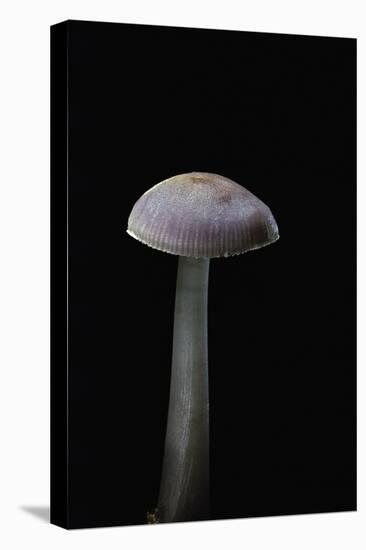 Mycena Pura (Lilac Bonnet)-Paul Starosta-Stretched Canvas