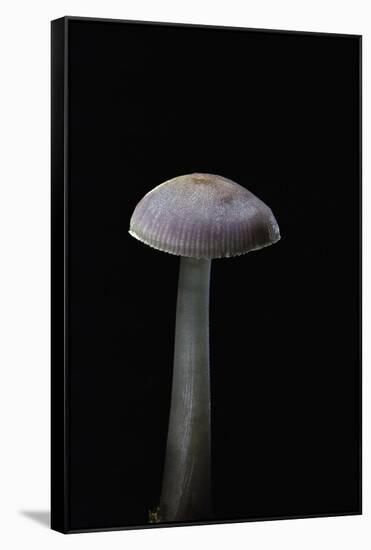 Mycena Pura (Lilac Bonnet)-Paul Starosta-Framed Stretched Canvas