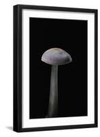 Mycena Pura (Lilac Bonnet)-Paul Starosta-Framed Photographic Print