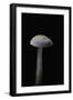 Mycena Pura (Lilac Bonnet)-Paul Starosta-Framed Photographic Print