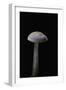 Mycena Pura (Lilac Bonnet)-Paul Starosta-Framed Photographic Print