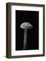 Mycena Pura (Lilac Bonnet)-Paul Starosta-Framed Photographic Print