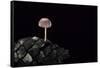 Mycena Seynesii (Bonnet) - on Pine Cone-Paul Starosta-Framed Stretched Canvas