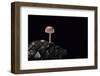 Mycena Seynesii (Bonnet) - on Pine Cone-Paul Starosta-Framed Photographic Print