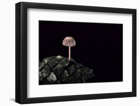 Mycena Seynesii (Bonnet) - on Pine Cone-Paul Starosta-Framed Photographic Print