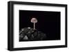 Mycena Seynesii (Bonnet) - on Pine Cone-Paul Starosta-Framed Photographic Print