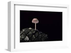 Mycena Seynesii (Bonnet) - on Pine Cone-Paul Starosta-Framed Photographic Print