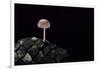 Mycena Seynesii (Bonnet) - on Pine Cone-Paul Starosta-Framed Photographic Print