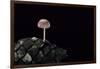 Mycena Seynesii (Bonnet) - on Pine Cone-Paul Starosta-Framed Photographic Print