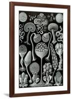 Mycetozoa Nature by Ernst Haeckel-Ernst Haeckel-Framed Art Print