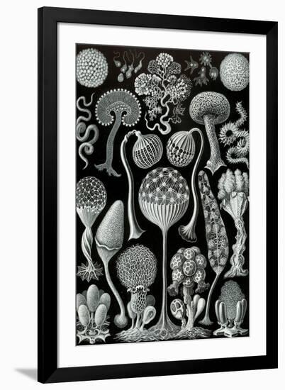 Mycetozoa Nature by Ernst Haeckel-Ernst Haeckel-Framed Art Print