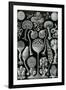 Mycetozoa Nature by Ernst Haeckel-Ernst Haeckel-Framed Art Print