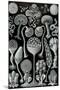 Mycetozoa Nature by Ernst Haeckel-Ernst Haeckel-Mounted Art Print