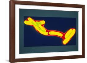 Mycobacterium Tuberculosis Bacterium-Dr. Linda Stannard-Framed Photographic Print