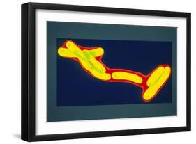 Mycobacterium Tuberculosis Bacterium-Dr. Linda Stannard-Framed Photographic Print