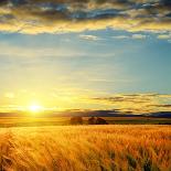 Clouds on Sunset over Field with Barley-mycola-Photographic Print