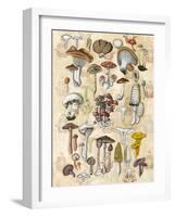 Mycological Study-Naomi McCavitt-Framed Art Print