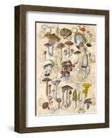 Mycological Study-Naomi McCavitt-Framed Art Print