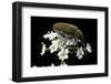 Mycterus Curculioides (Palm and Flower Beetle)-Paul Starosta-Framed Photographic Print