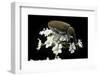 Mycterus Curculioides (Palm and Flower Beetle)-Paul Starosta-Framed Photographic Print