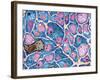 Myelination of Nerve Fibres, TEM-Thomas Deerinck-Framed Photographic Print