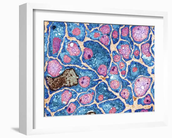 Myelination of Nerve Fibres, TEM-Thomas Deerinck-Framed Photographic Print