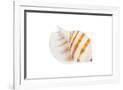 Gramercy White