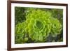 Mykonos, Greece, succulent plant-Julien McRoberts-Framed Photographic Print