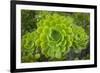 Mykonos, Greece, succulent plant-Julien McRoberts-Framed Photographic Print