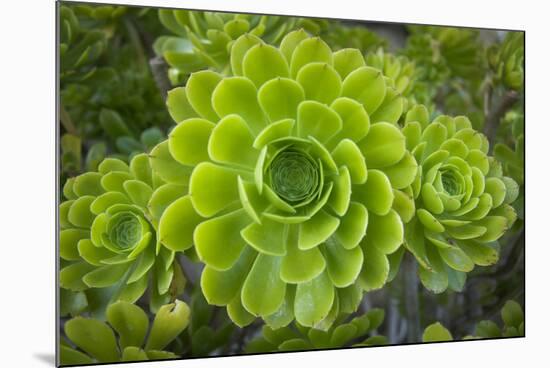 Mykonos, Greece, succulent plant-Julien McRoberts-Mounted Photographic Print