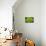 Mykonos, Greece, succulent plant-Julien McRoberts-Photographic Print displayed on a wall