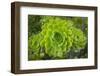 Mykonos, Greece, succulent plant-Julien McRoberts-Framed Photographic Print