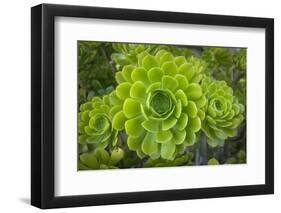 Mykonos, Greece, succulent plant-Julien McRoberts-Framed Photographic Print