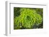 Mykonos, Greece, succulent plant-Julien McRoberts-Framed Photographic Print