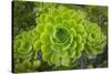 Mykonos, Greece, succulent plant-Julien McRoberts-Stretched Canvas